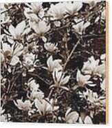 'magnolia Blossoms' Wood Print