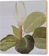 Magnolia Bud Ii Wood Print