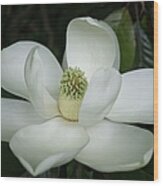 Magnolia Grandiflora Blossom - Simply Beautiful Wood Print