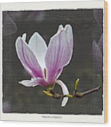 Magnolia Soulangeana Flower Wood Print