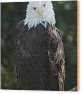 Majestic Bald Eagle Wood Print