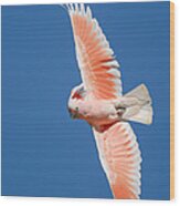 Major Mitchell's Cockatoo In Flight Wood Print