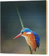 Malachite Kingfisher Wood Print