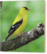 Male American Goldfinch Wood Print