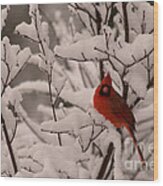 Male Cardinal Amongst Snowy Branches Wood Print