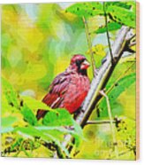 Male Cardinal - Artsy Wood Print