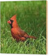 Male Cardinal Wood Print