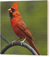 Male Cardinal Wood Print