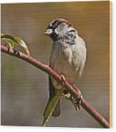 Male House Sparrow Wood Print