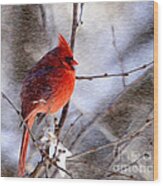 Male Northern Cardinal Oil Paint Effect Wood Print