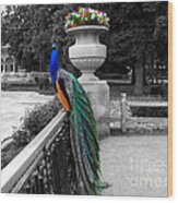 Male Peacock Bird Selective Coloring Wood Print