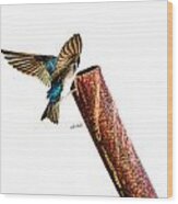 Male Tree Swallow No. 3 Wood Print