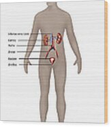 Male Urinary System Wood Print