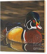 Male Wood Duck Portrait Wood Print