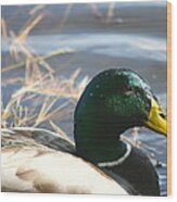 Mallard Anas Platyrhynchos Wood Print