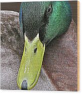 Mallard Beauty Wood Print