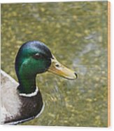 Mallard Duck Closeup Wood Print