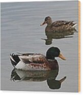 Mallard Ducks Reflecting Wood Print