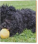 Maltipoo Puppy Playing With A Ball Wood Print