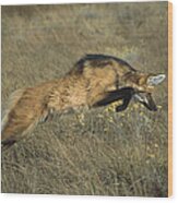 Maned Wolf Pouncing On Rodent Brazil Wood Print