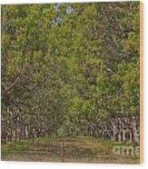 Mango Orchard Wood Print