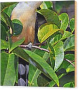 Mangrove Cuckoo Wood Print