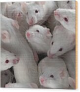 Many Lab Mice Wood Print