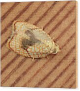 Maple Button Moth Wood Print