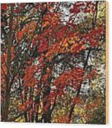Maple Glory In Paradise Wood Print