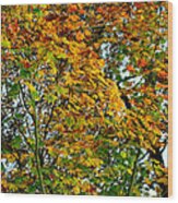 Maple Tree Autumn Wood Print