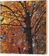 Maple Tree In Autumn Wood Print