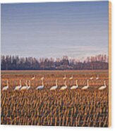 March Of The Swans Wood Print