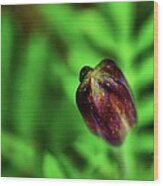 Marigold Bud Wood Print