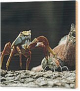 Marine Iguana And Sally Lightfoot Crab Wood Print