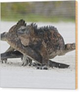 Marine Iguana Males Fighting Turtle Bay Wood Print