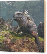 Marine Iguana Rabida Island Galapagos Wood Print