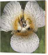 Mariposa Lily Three Wood Print