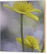 Marsh Marigold - Available For Licensing Wood Print