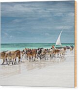 Masai Cattle On Zanzibar Beach Wood Print