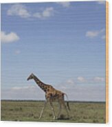 Masai Giraffe On Savanna Masai Mara Wood Print