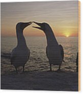 Masked Booby Couple Courting Galapagos Wood Print