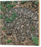 Massasauga Rattlesnake Wood Print
