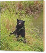 Mendenhall Bear Cub Wood Print