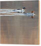 Merganser Morning Wood Print