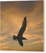 Mew Gull At Sunset La Jolla California Wood Print