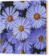 Michaelmas Daisy's Wood Print