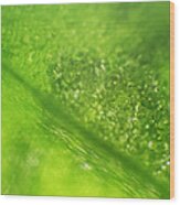 Microscope - Leaf And Bubble 2 Wood Print