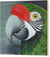 Military Macaw Wood Print