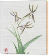 Miltonia Orchid Wood Print