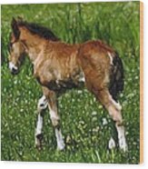 Mini Foal And Dandelions Miniature Horse Wood Print